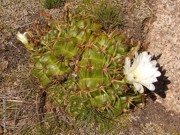 Obraz Cactus con flor