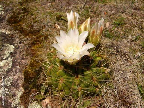 Obraz Cactus florecido 