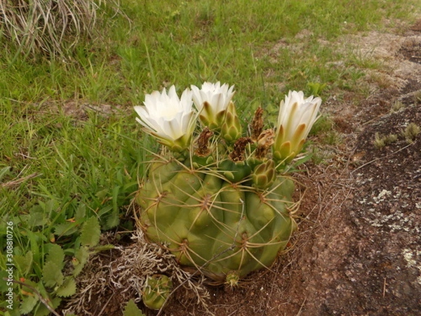 Obraz Cactus con flor
