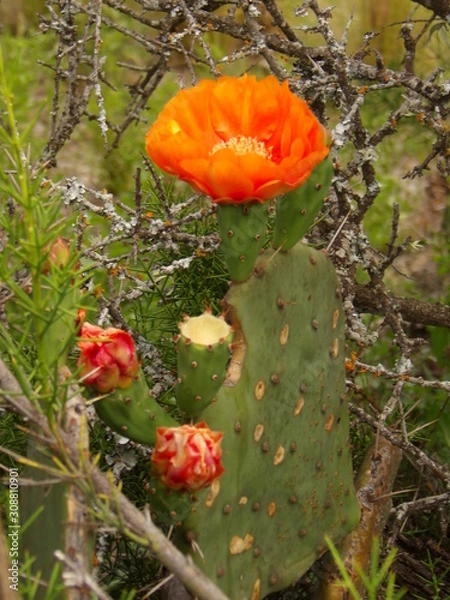 Obraz Cardon con flor
