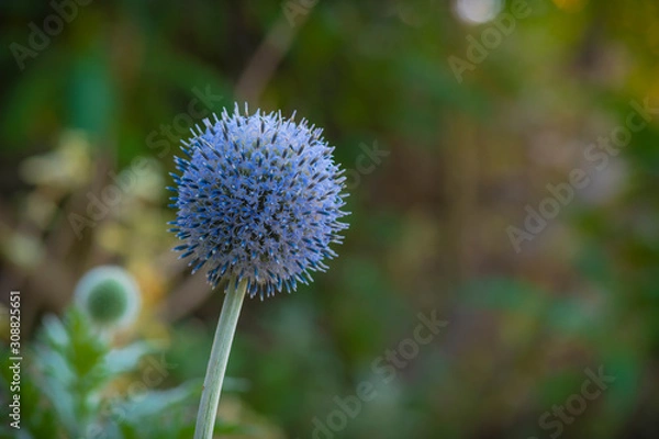 Obraz Flower looking like a lollipop in the garden