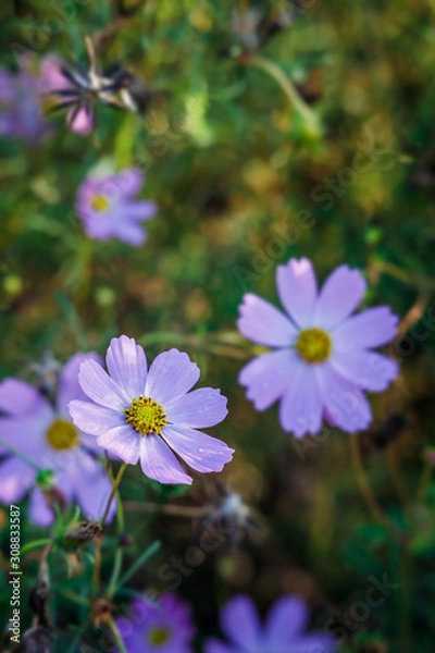 Fototapeta 朝日を浴びるカラフルなコスモス