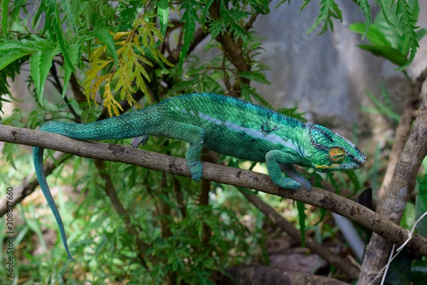 Fototapeta caméleon