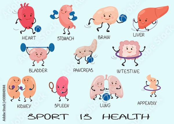 Obraz 19.10.11 human organs
