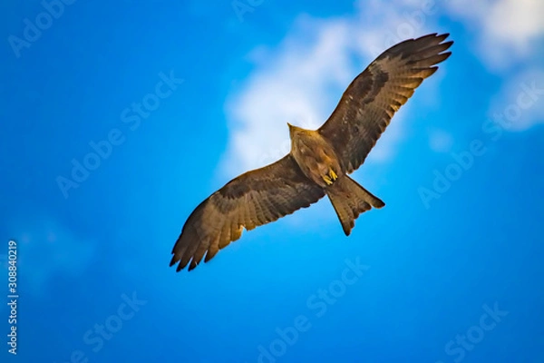 Fototapeta Black kite, Milvus migrans in flight in Senegal, Africa. Close up photo of big eagle. It is wildlife photo. There is blue sky.