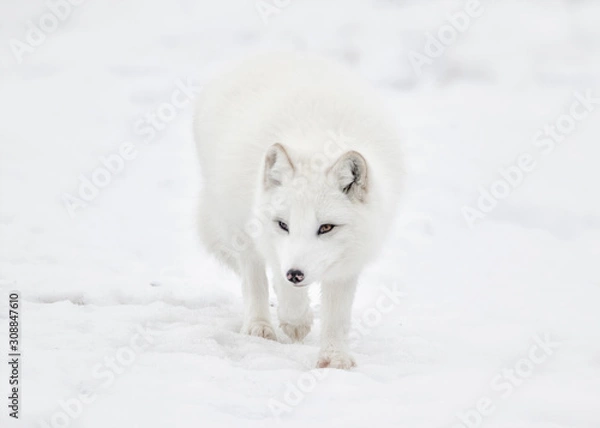 Obraz Arctic fox walking in snow