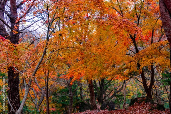 Fototapeta 鶴見岳山麓公園のモミジ