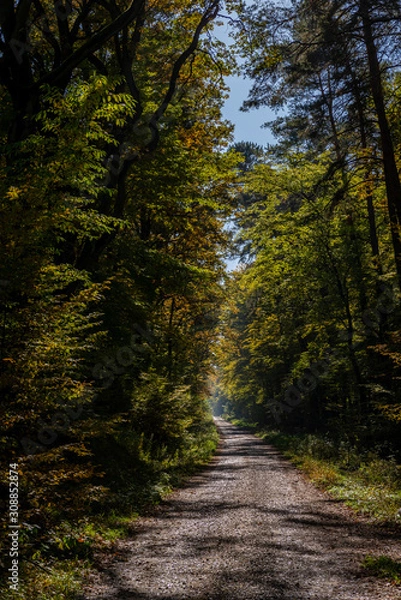 Fototapeta Golden Polish Autumn with colorful trees on road in Niepolomice Forest Poland, October 2019