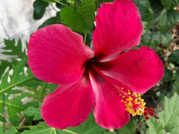 Fototapeta Pink Hibiscus in the nature. Selective focus.