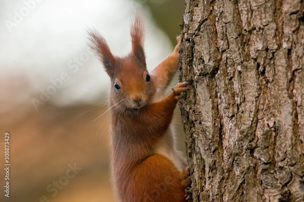 Fototapeta pretty red squirrel says hello in the forest