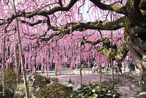 Obraz 淡路島　八木のしだれ梅