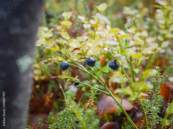 Fototapeta Wild berries in the autumn are ready to collect fruit.