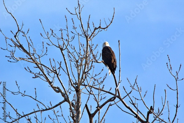 Fototapeta Mature Bald Eagle