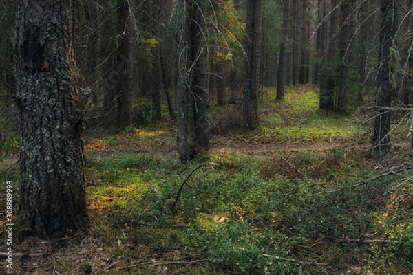 Fototapeta edge of a coniferous forest on a summer evening