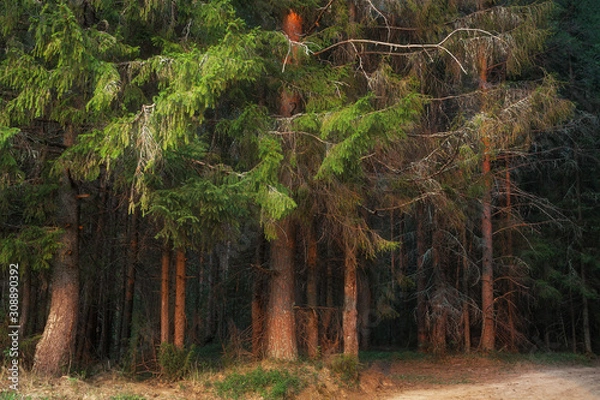 Fototapeta edge of a coniferous forest on a summer evening