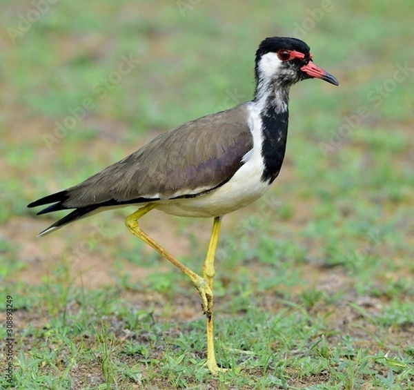 Fototapeta The red-wattled lapwing (Vanellus indicus) is a lapwing or large plover