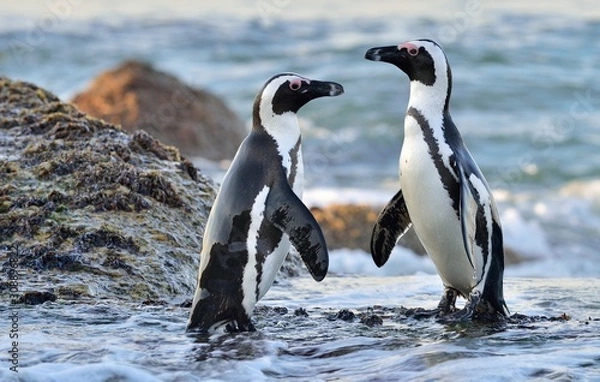 Obraz African Penguins on the seashore. African Penguins (Spheniscus demersus) on Boulders Beach near Simons Town on the Cape Peninsula, South Africa.