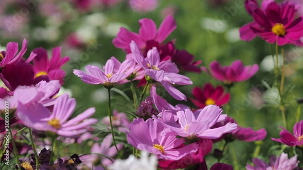 Obraz Orange, pink and yellow cosmos flowers are bloom background.