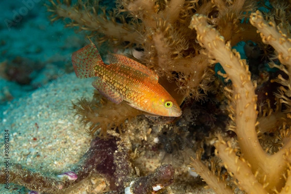 Obraz The surprising underwater world of the Indian and Pacifical Oceans