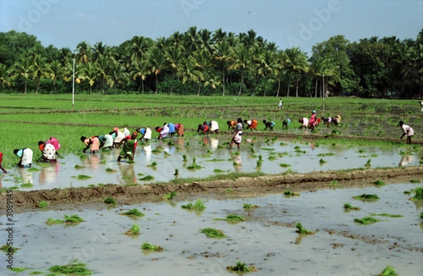 Obraz inde - femmes cueillant le riz