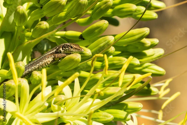 Obraz lizard in plant