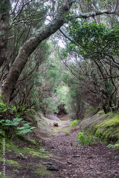 Obraz path in forest