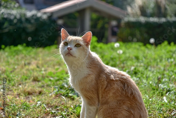 Obraz Wild Cat in the Garden by Spring