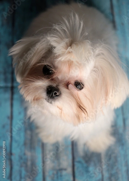 Obraz white maltese puppy looking on you