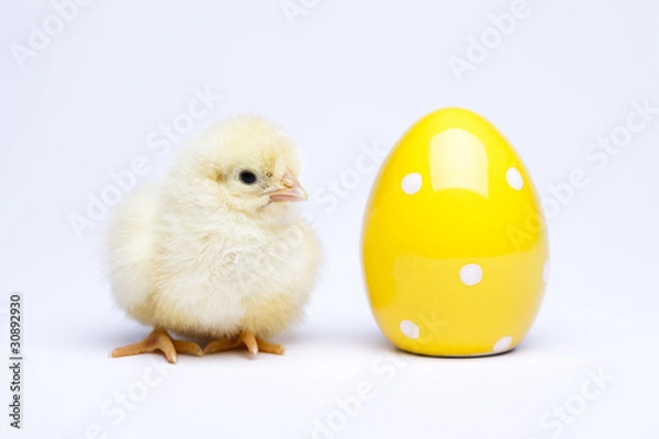 Fototapeta Happy Easter. Chick