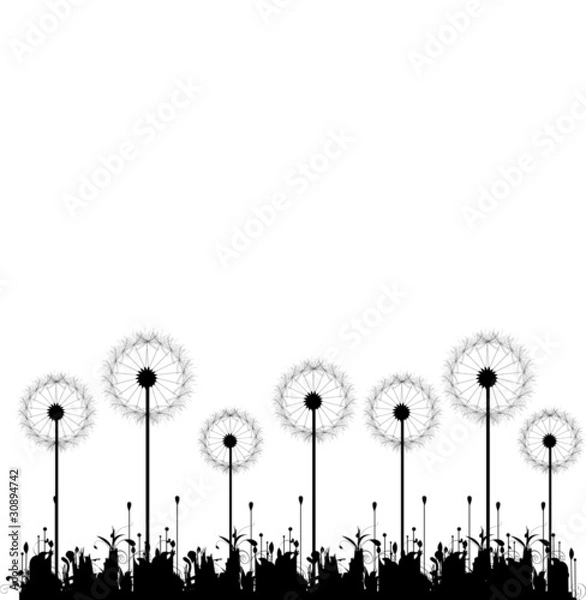Fototapeta dandelion design