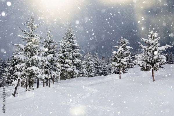 Fototapeta Scenic winter landscape with snowy fir trees and small cottage. 