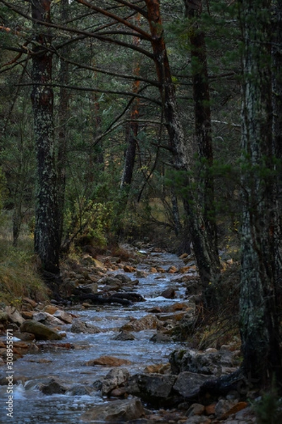 Obraz river in forest