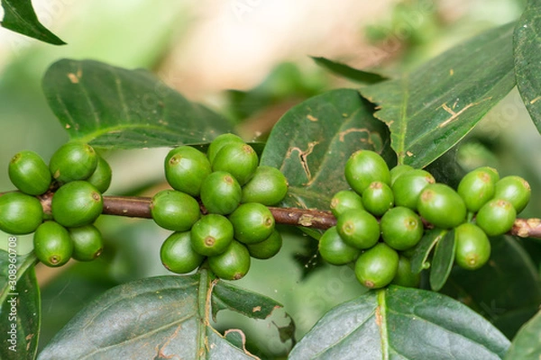 Obraz coffee beans are in the coffee tree.