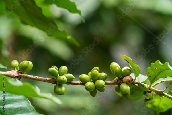 Obraz coffee beans are in the coffee tree.