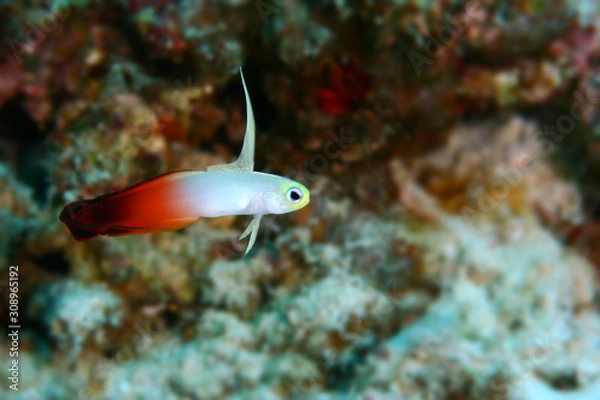 Fototapeta Fire Dartfish ( Nemateleotris magnifica ) fire goby, fire fish, or red Fire goby is a species of dartfish, Malaysia, Indo pacific ocean. Copy space