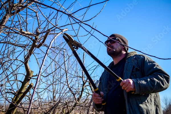 Fototapeta Gardener is cutting branches, pruning fruit trees with long shears in the orchard
