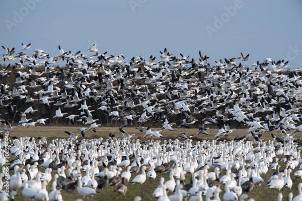 Obraz Snow Geese