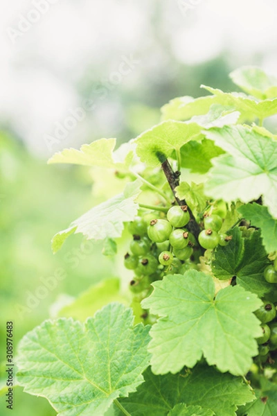 Fototapeta Red currant berry bush with unripe berries in the garden. Selective focus.