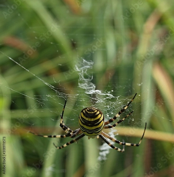 Fototapeta Macro of wasp spider with yellow and brown stripes