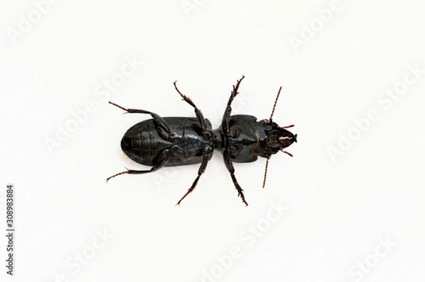Fototapeta Big-Headed Ground Beetle shown upside-down revealing underside details of the legs and body. Isolated on a white background with copy space, scientific image.