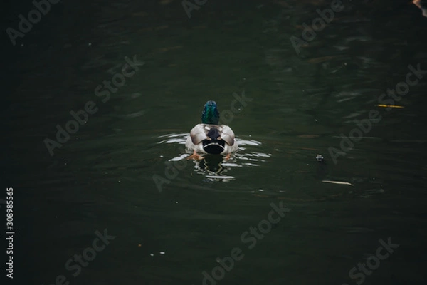 Obraz Birds and animals in the wild. An amazing grunt duck swims in a lake or river with blue water under the sunlight landscape. Close up perspective of a funny duck.