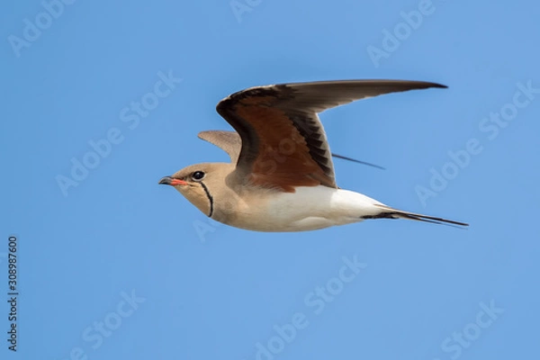 Obraz Collared Pratincole Flying