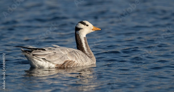 Fototapeta Bar Headed Goose Swimming