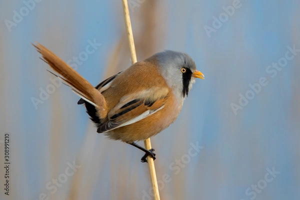Obraz Bearded Tit Perched on Reed