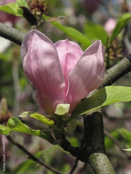 Obraz Magnolia bloom