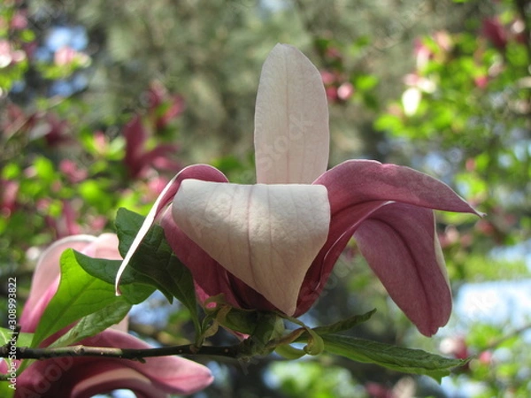Obraz Magnolia bloom