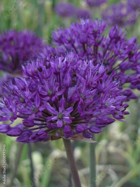 Obraz Onion like flowers