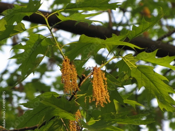 Obraz Blooming oak