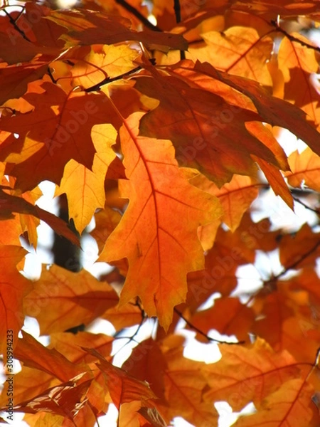 Obraz Autumn oak leaves