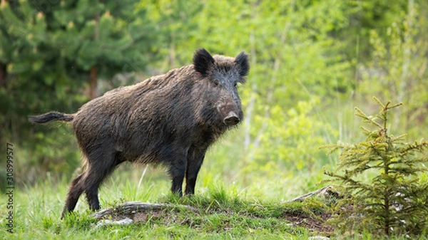 Fototapeta Dominant wild boar, sus scrofa, displaying on a hill near little spruce tree. Wild animal standing on a horizon on horizon on glade in forest. Strong mammal in wilderness.